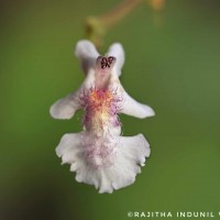 Vitex leucoxylon L.f.